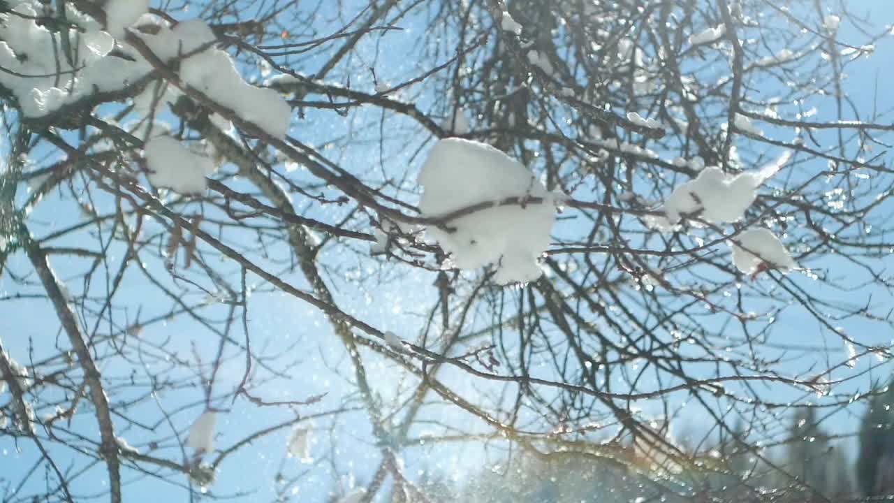 겨울 동안 나무에서 평화롭게 떨어지는 눈의 슬로우 모션 샷
