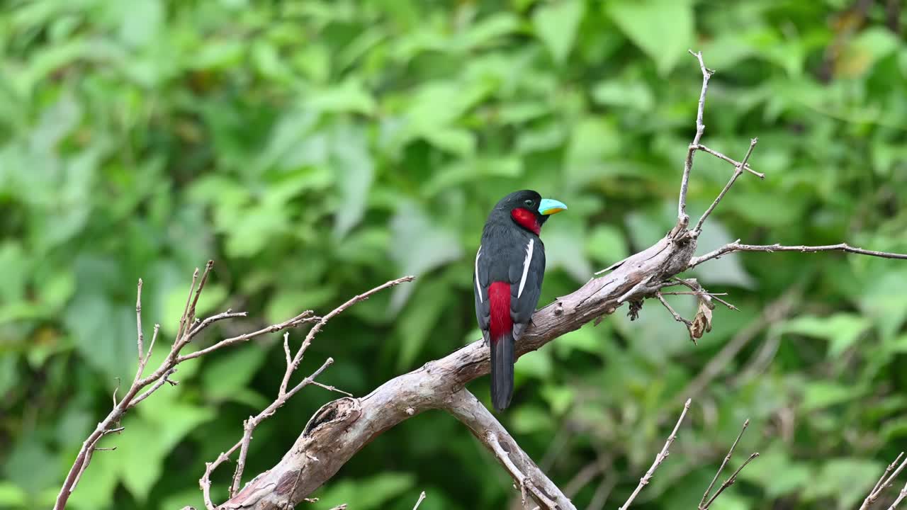 앉아있는 동안 뒤에서 본 다음 머리를 오른쪽으로 돌려 주위를 둘러 봅니다.