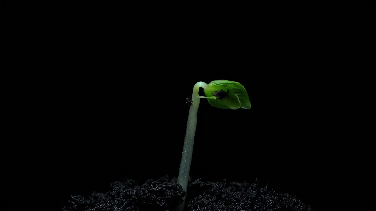 Video ravvicinato di una piantina che spunta dal terreno su uno sfondo scuro