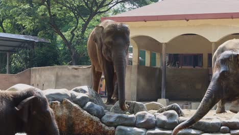 elephant in a zoo enclosure