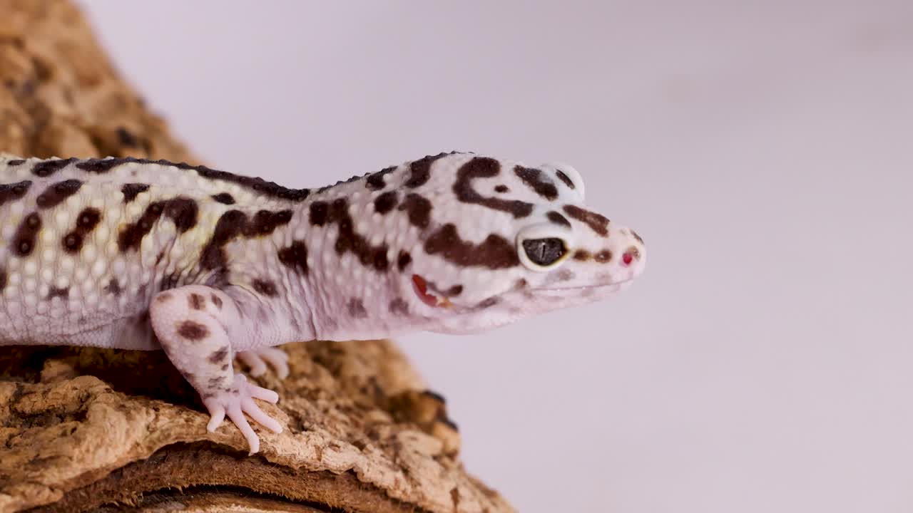 Primo piano di profilo di un geco leopardo che riposa tranquillamente su una corteccia marrone ruvida