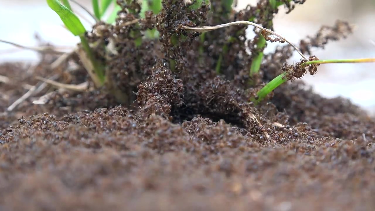 Colony of Ants Swarming Around an Anthill Entrance