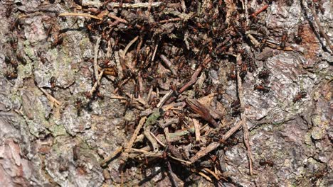 a group of ants are crawling on a log