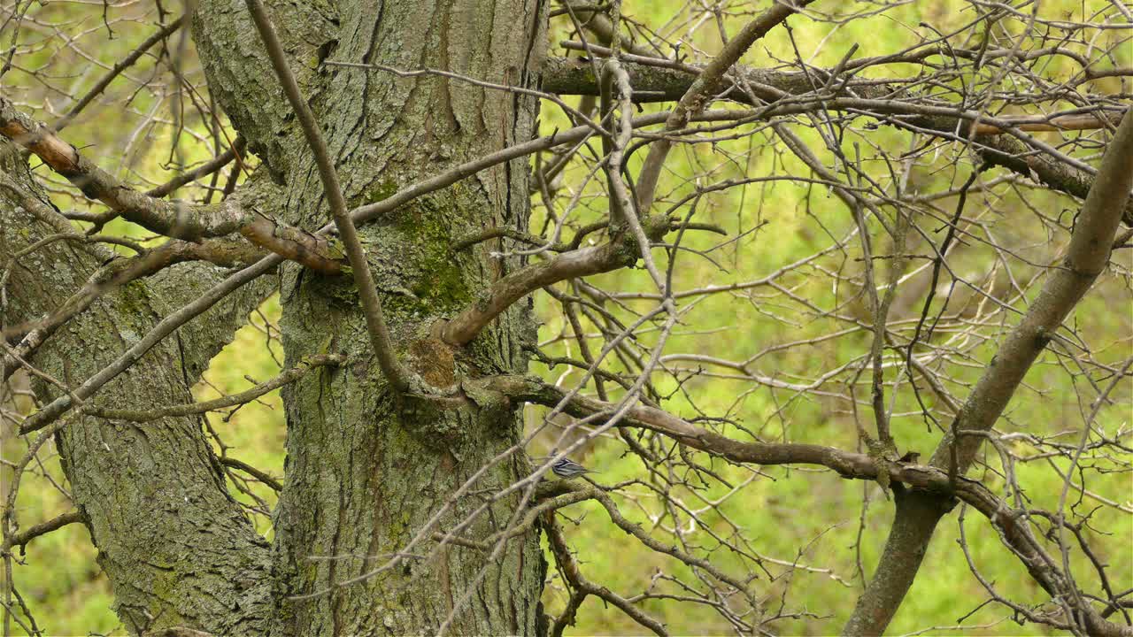 Nuthatch bird wandering on old rugged leafless big tree in the forest, static shot