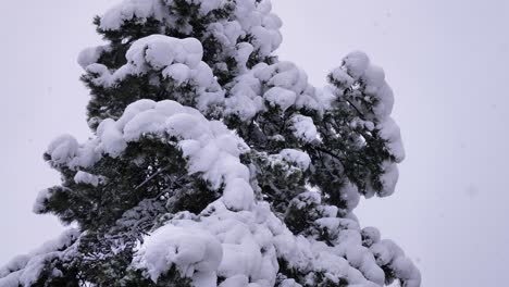 gentle snow falls on trees in guardiagrele, abruzzo, italy