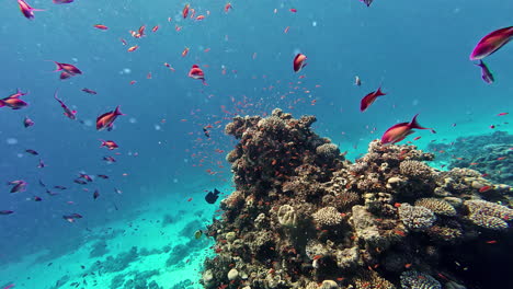 Coloridos-Peces-Tropicales-En-El-Mar-Rojo-Frente-A-La-Costa-De-Egipto