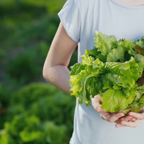 The-Child-Holds-Lettuce-Stands-Against-The-Background-Of-The-House-Bed