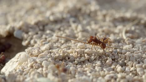 maco cerca de hormigas cortadoras de hojas de sonora alrededor del nido en suelo seco del desierto