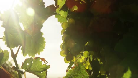 close-up of green grapes in vineyard