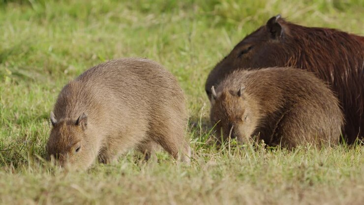 Capibara adulto e due giovani che si nutrono insieme sull'erba