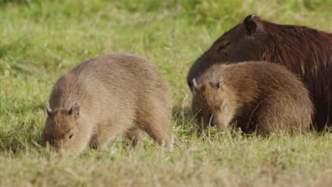 adult and two juvenile capybaras feeding together on grass