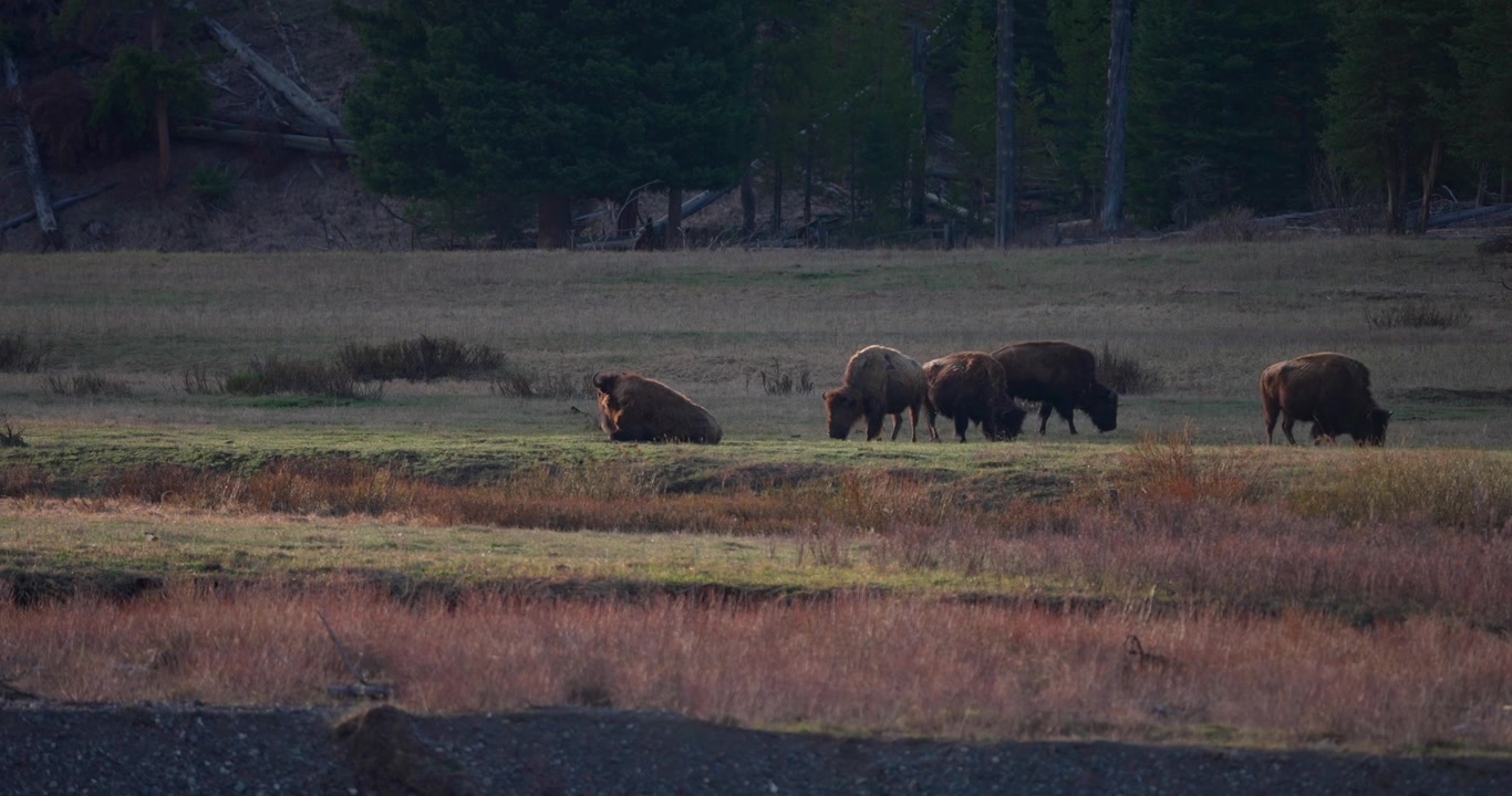 Cinematic wide shot of an American bison herd in a North American valley illuminated by warm sunset light. Atmospheric wildlife footage capturing the peaceful beauty of the landscape at golden hour.