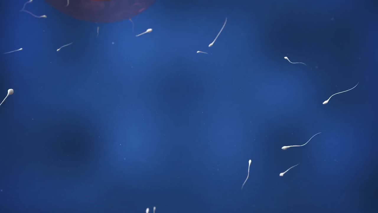 un óvulo en movimiento siendo fertilizado por espermatozoides