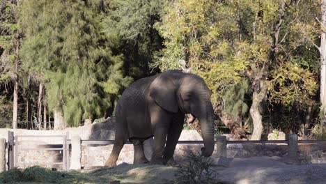 an elephant chewing its food