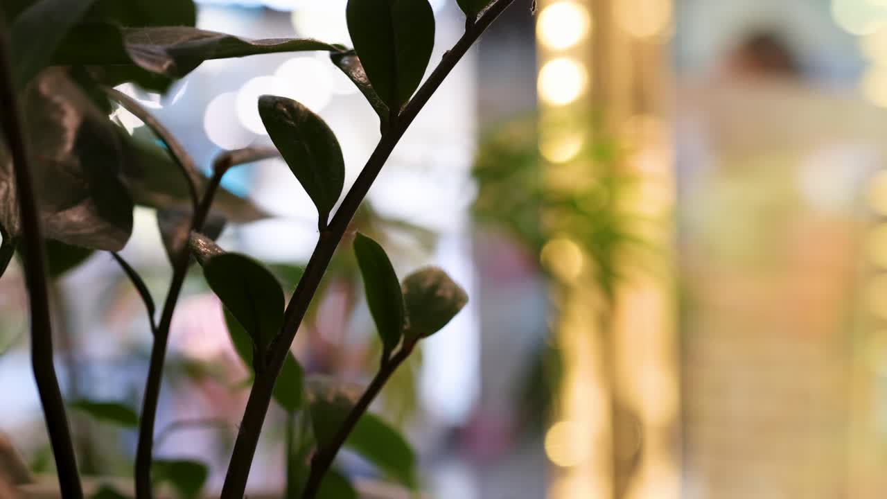 A plant in focus against a blurred, colorful urban backdrop with dynamic lighting and subtle camera movement