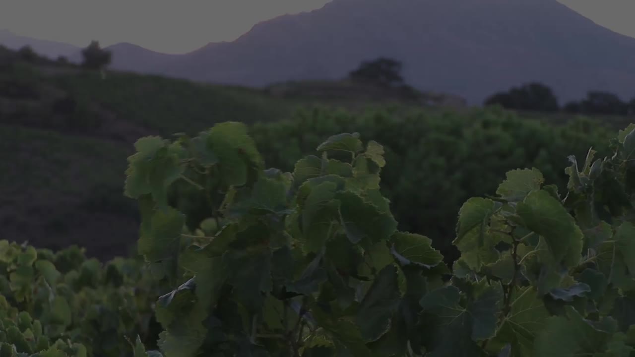 풍경 위의 식물의 애니메이션