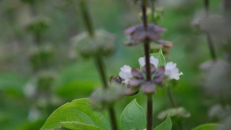 Bee-Perch-On-A-Sweet-Basil-Flowers-In-Shallow-Depth-Of-Field