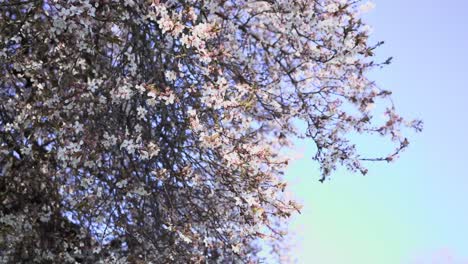 Kirschblüten-Auf-Einem-Baum,-Der-In-Der-Frühlingsluft-Weht