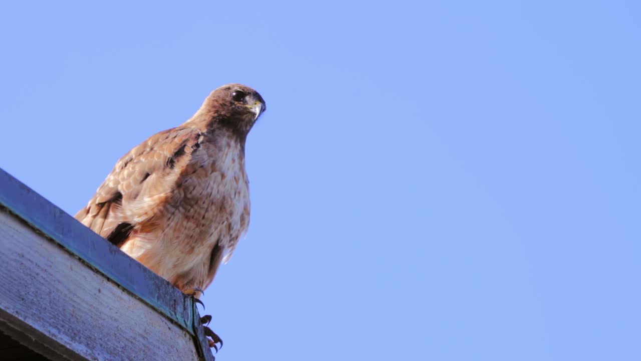 un halcón de cola roja encaramado en un tejado en busca de presas se va volando