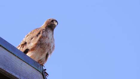 Ein-Rotschwanzbussard,-Der-Auf-Einem-Dach-Sitzt-Und-Nach-Beute-Sucht,-Fliegt-Davon