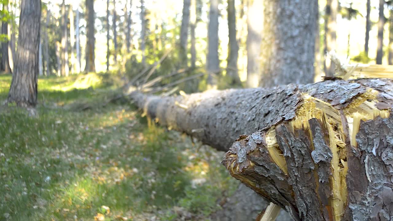 Broken huge pine tree laying in the green grass after a thunderstorm, PANNING