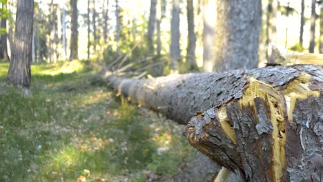 enorme pino roto tendido en la hierba verde después de una tormenta, panorámica