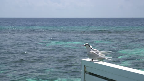 white bird with sea background in maldives