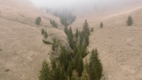 group of green trees laying down middle of foggy valley of bucegi mountains, romania