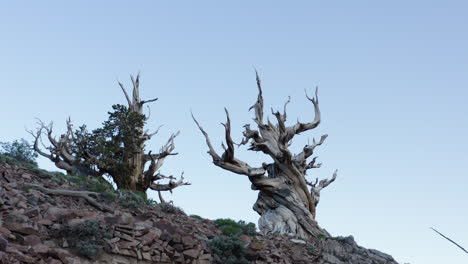 bristlecone pine,pinus longaeva in the white mountains, california