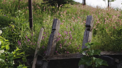 Old-wooden-fence-leaning-against-heather-flower-bed-in-spring-garden