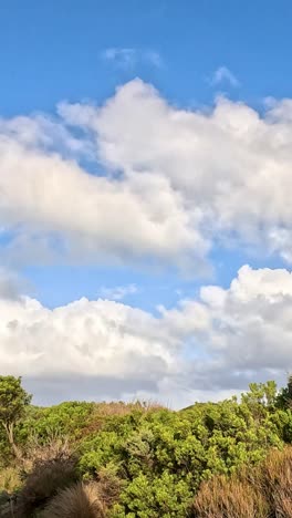 los arbustos se balancean bajo un cielo brillante y nublado