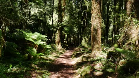 Dolly-pov-walk-through-dense-wooden-forest-with-green-leaves-during-sunny-day-in-Whirinaki,New-Zealand