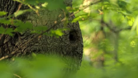 the white-breasted nuthatch enters a tree hole