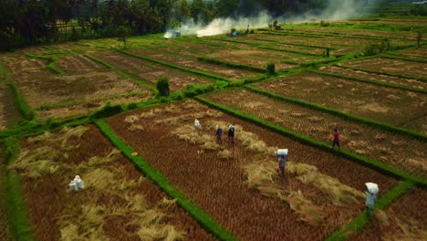 workers during rice harvest, drone flyover field, smokes from burning straw