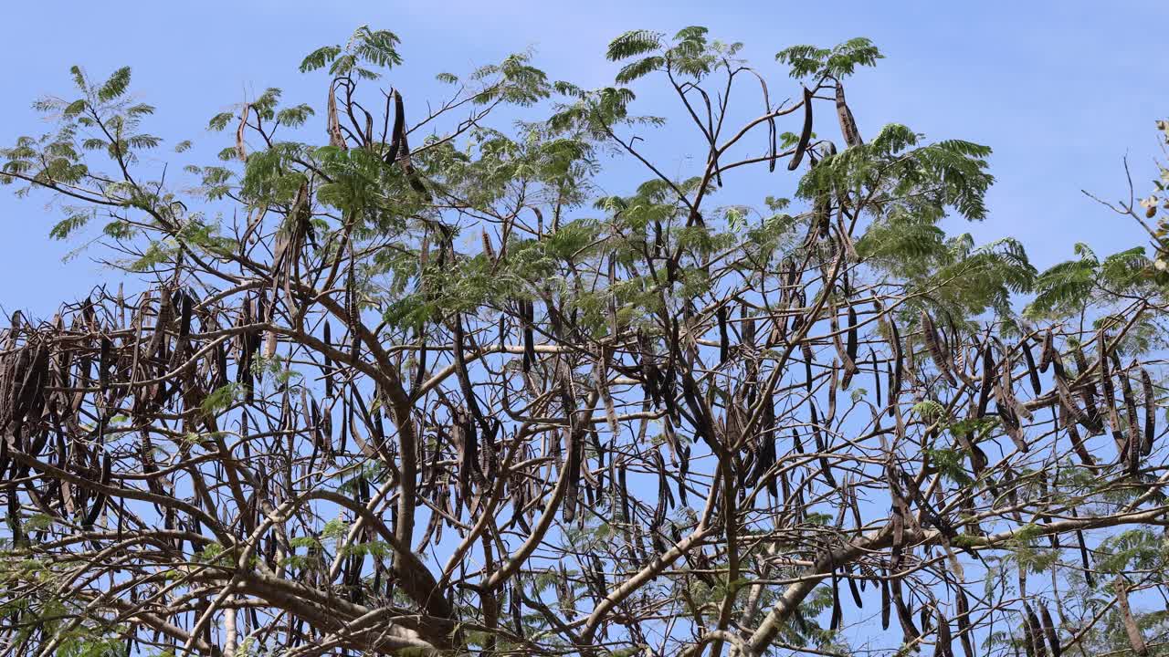 잎과 가지가 바람에 부드럽게 흔들리고