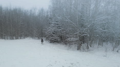 winter moose in the wild runs off