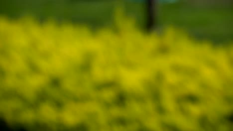 fondo bokeh (hojas verdes frescas)