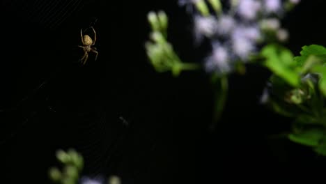 Araña-De-Patas-Marrones,-Vigilia-Neoscona