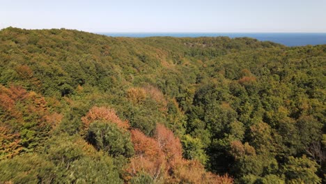 Otoño-Bosque-Naturaleza-Vista-Aérea-1