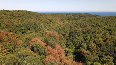 otoño bosque naturaleza vista aérea 1