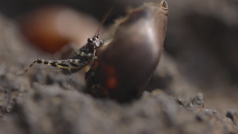 Cricket-Feeding-Dead-Crab-On-The-Ground