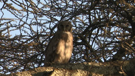 Búho-Real-De-Verraux-Posado-En-Un-árbol-Al-Sol-De-La-Mañana,-Mirando-A-La-Cámara