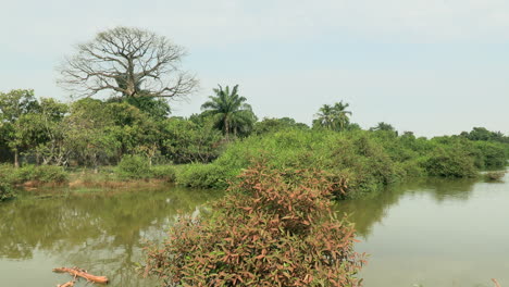 Bild-Eines-Großen-Affenbrotbaums-Inmitten-Niedriger-Bäume-Am-Fluss