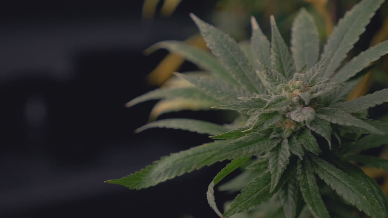 Pianta di cannabis matura verde scuro, pronta per il raccolto, per la produzione di composti e applicazioni varie. Ripresa stabilizzata in lenta orbita.