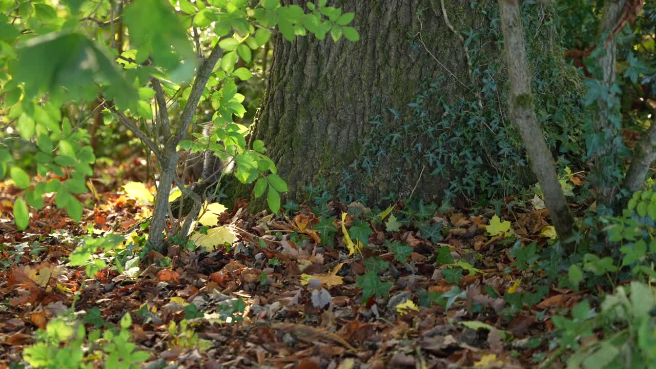Grey squirrel foraging near tree in autumn park in England