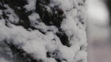 Close-up-tree-truck-with-snow-on-it-and-falling-around