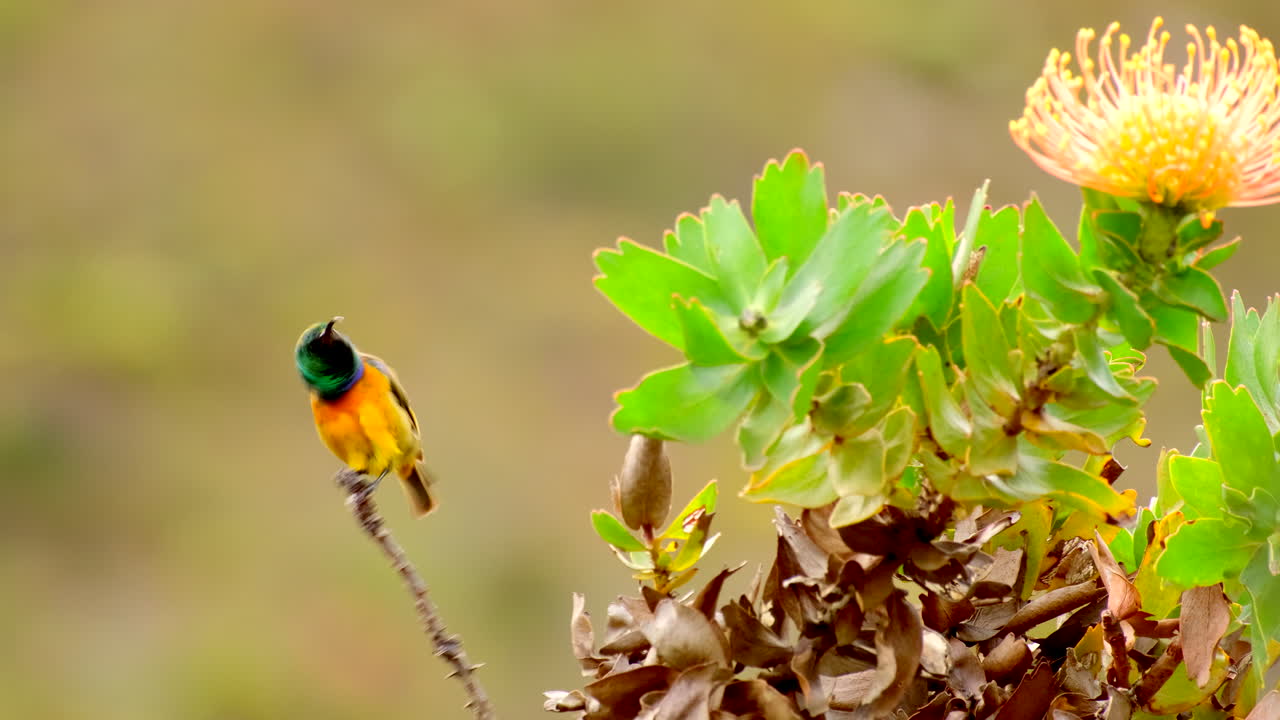 Orange-breasted Sunbird Perched on Branch Near Pincushion Protea