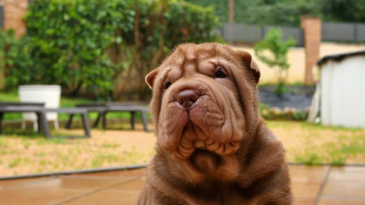 el cachorro de chocolate shar pei en primer plano