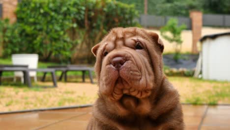 chocolate shar pei pup closeup