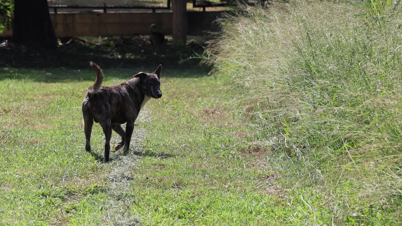 검은 개가 풀을 돌아다니며 새를 맡고 있습니다.